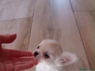Chihuahua perros - Anuncio 32