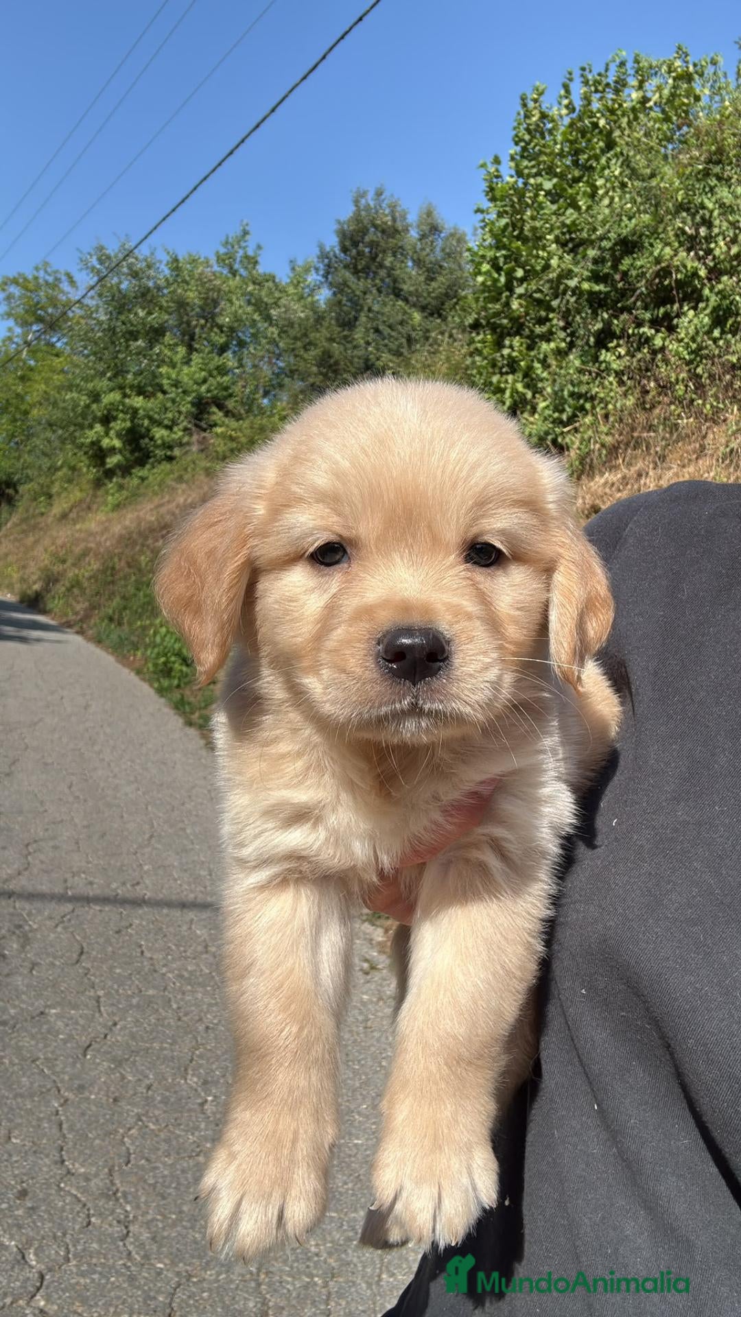 Golden Retriever perros Golden Retriever en Cataluña - Anuncio 1