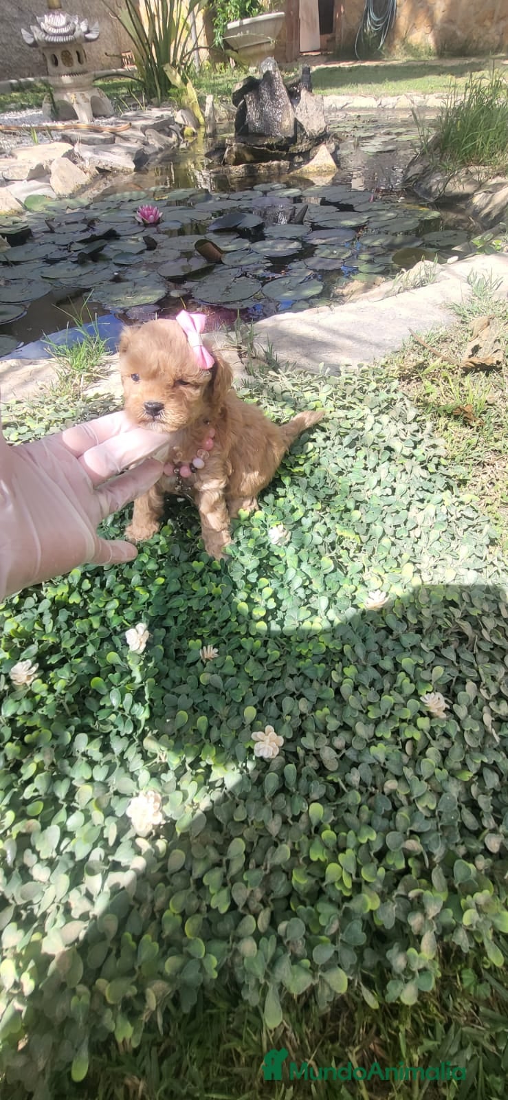 Maltipoo perros Maltipoos linea asiatica y coreana!! - Anuncio 1