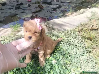 Maltipoo perros Maltipoos linea asiatica y coreana!! - Anuncio 1