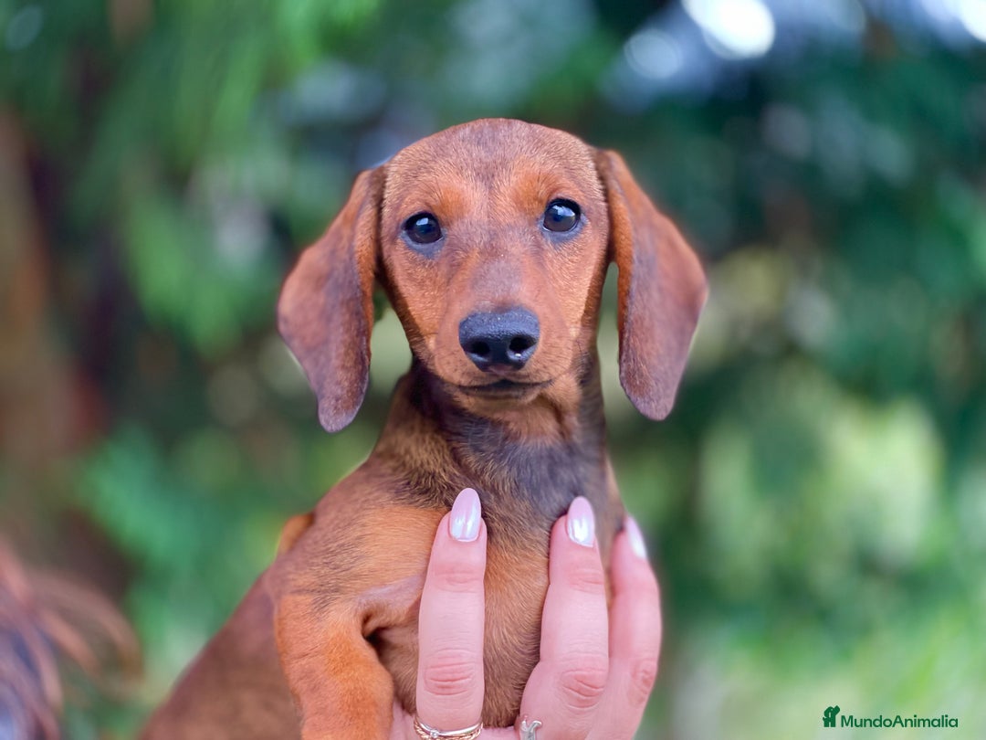 Teckel Miniatura perros en venta: Exclusiva hembra Kaninchen pelo corto - Imagen 1
