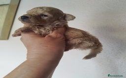 Caniche Toy perros en venta: CANICHES TOYS CALIDAD Y SELECCIÓN  - Imagen 10