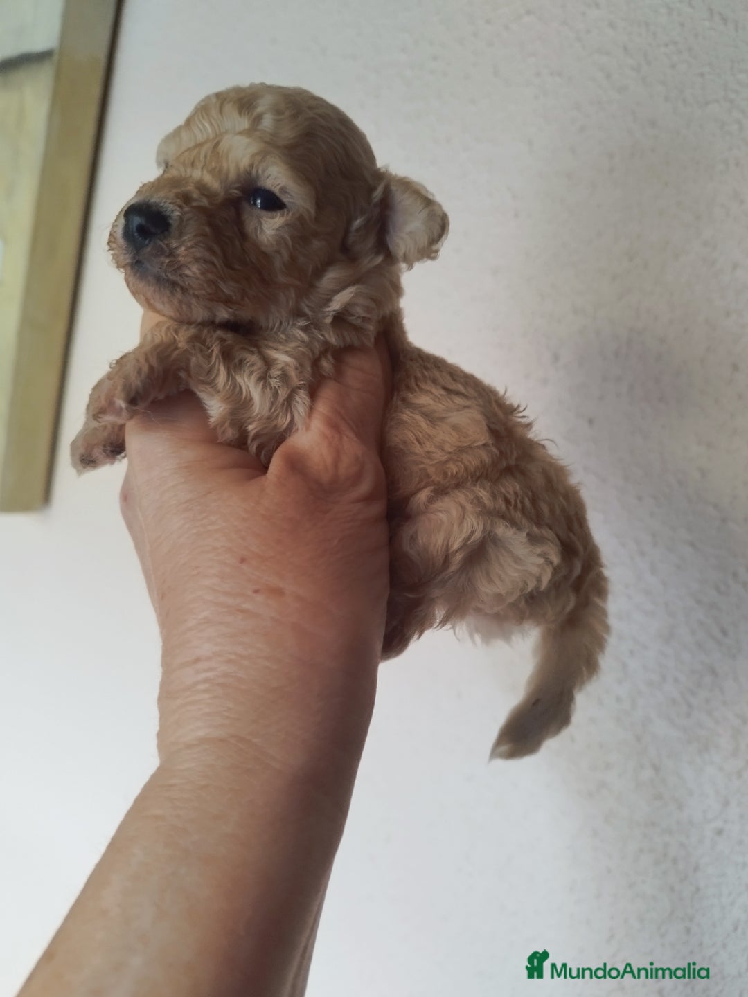 Caniche Toy perros en venta: CANICHES TOYS CALIDAD Y SELECCIÓN  - Imagen 10