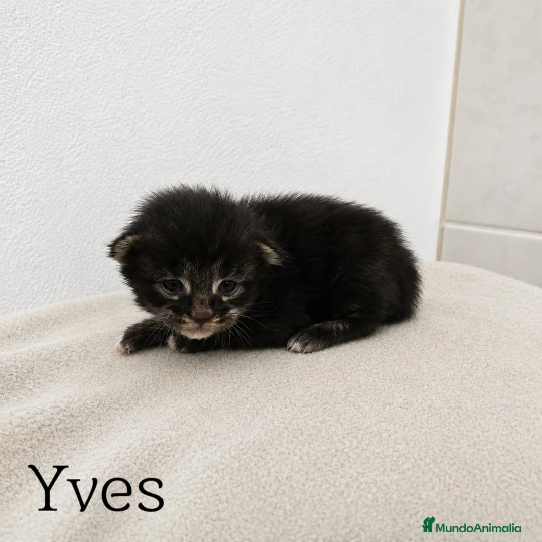 Maine Coon gatos en venta: Gatitos Maine Coon - Anuncio 1