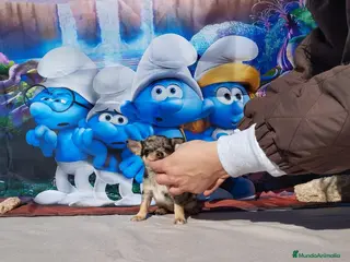 Chihuahua perros Último Chihuahua toy cabeza de manzana - Anuncio 4