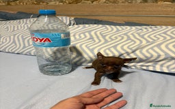 Chihuahua perros en venta: EXCLUSIVO CHIHUAHUA MICRO RUSO - Anuncio 4