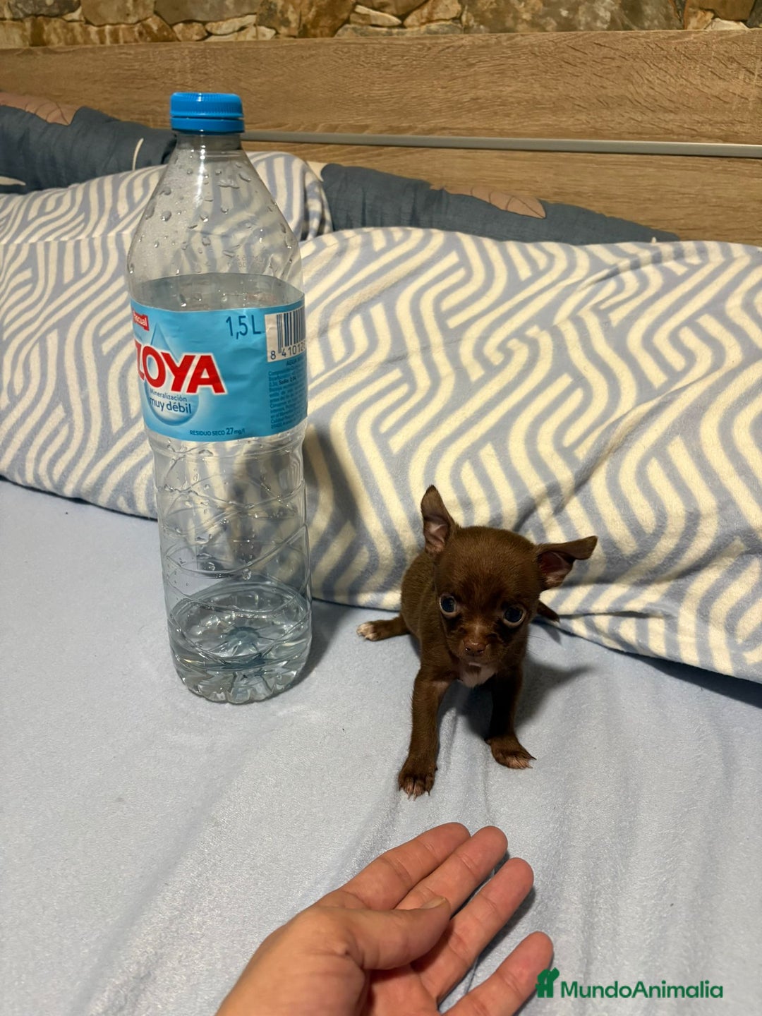 Chihuahua perros en venta: EXCLUSIVO CHIHUAHUA MICRO RUSO - Anuncio 4
