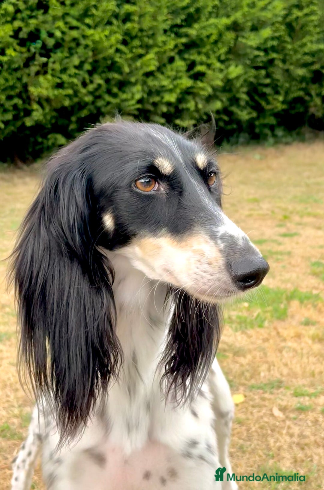Saluki perros en venta: Camada de Salukis  - Imagen 14
