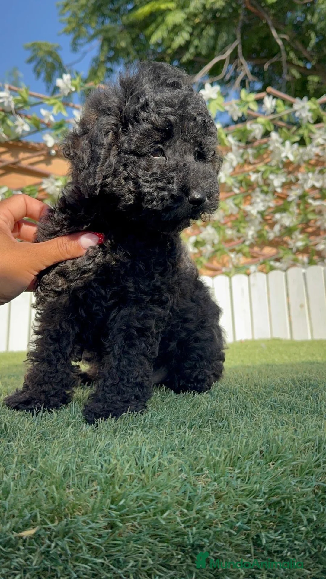 Caniche Enano perros en venta: CANICHE ENANO-PRECIO REAL - Anuncio 11