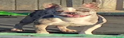 Bulldog Francés perros en venta: Bulldog francés  en Sevilla - Anuncio 12