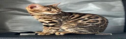 Bengalí gatos en venta: Gatita Bengalí - Anuncio 11