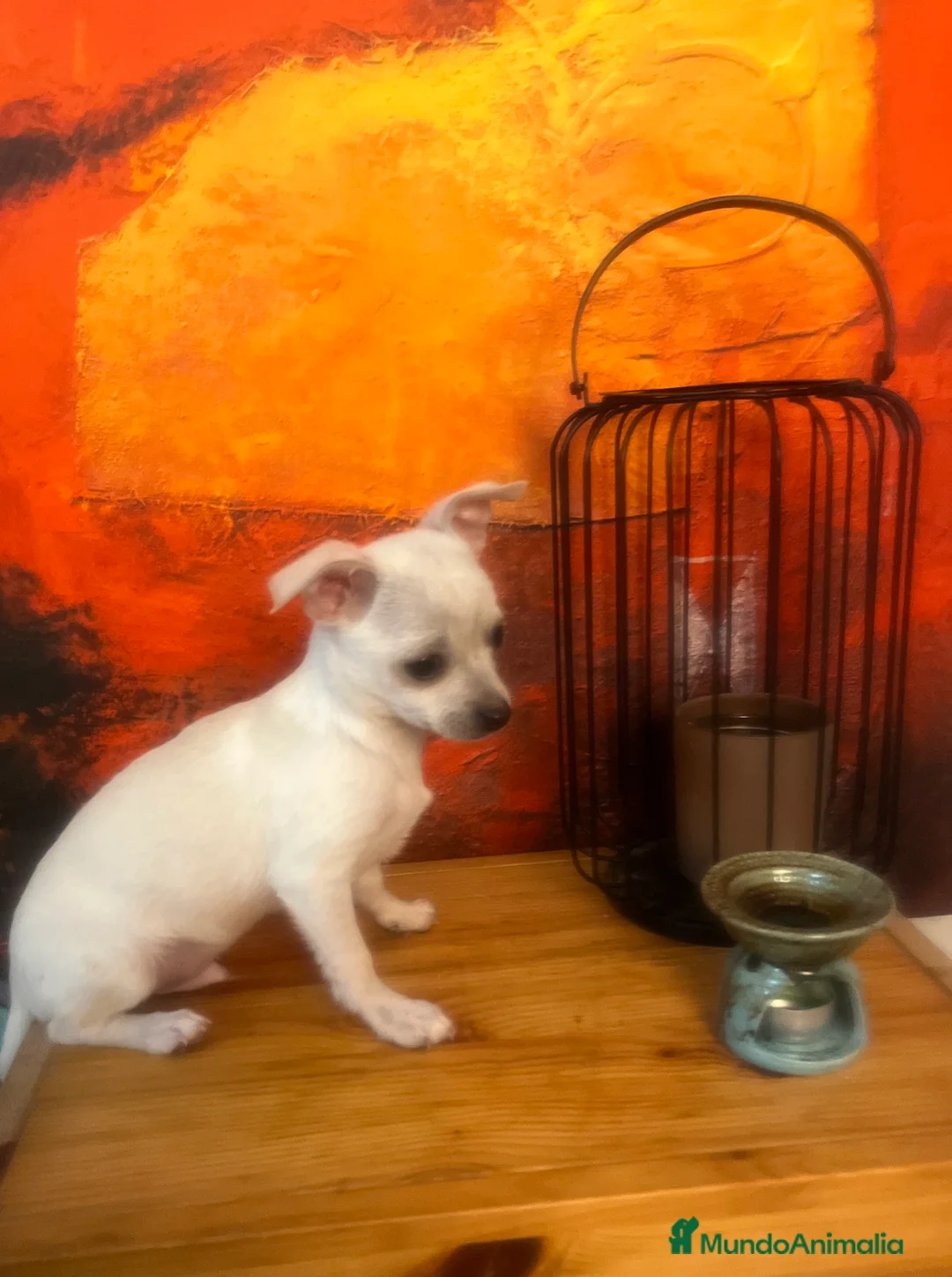Chihuahua perros en venta: Chihuhua mini  en Barcelona - Anuncio 1
