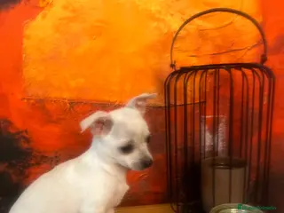 Chihuahua perros Chihuhua mini en Barcelona - Anuncio 1