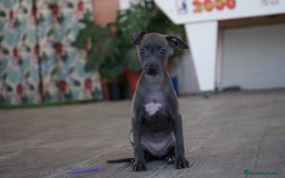 Pequeño Lebrel Italiano perros en venta: 🐾 Sirius y Selena – Galgos italianos blue 🐾 - Imagen 3