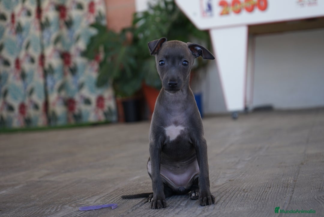 Pequeño Lebrel Italiano perros en venta: 🐾 Sirius y Selena – Galgos italianos blue 🐾 - Imagen 3