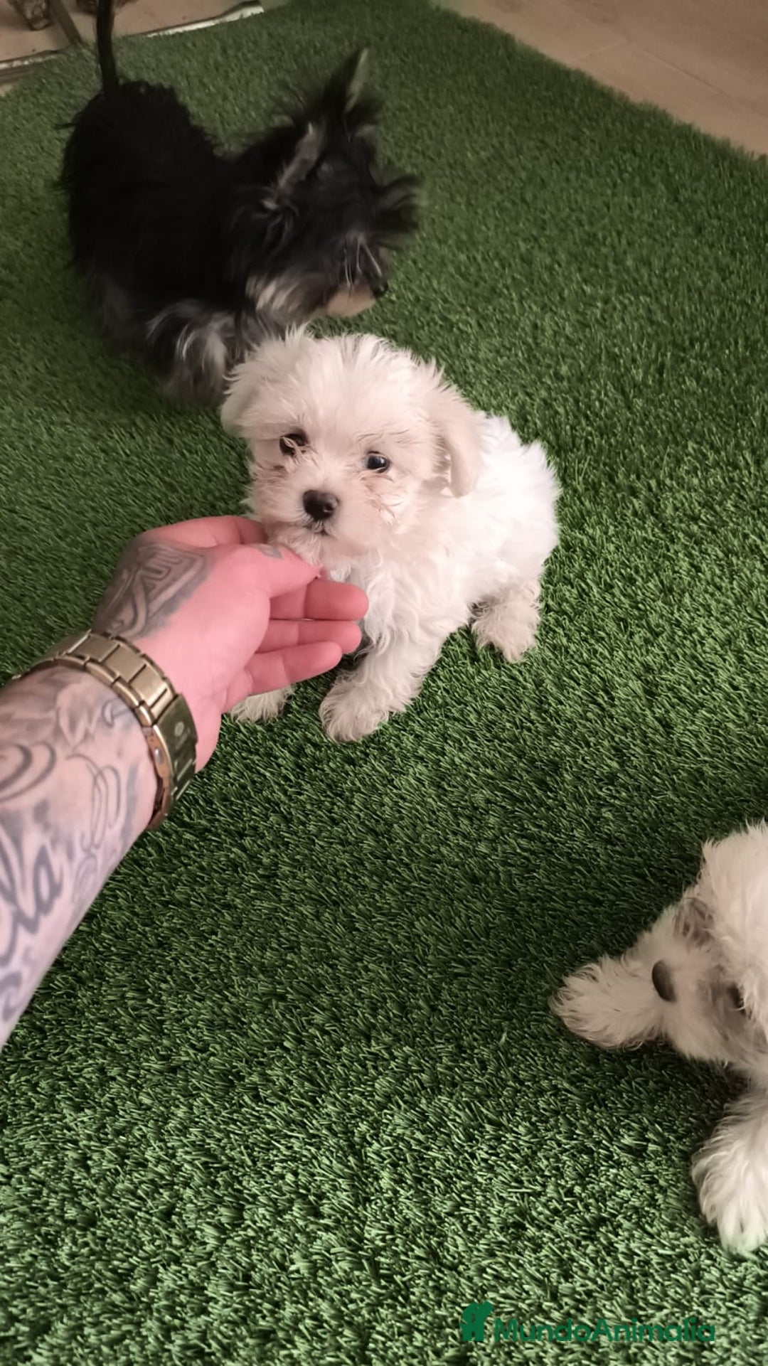Bichón Maltés perros en venta: OPORTUNIDAD DE VERANO  - Imagen 1