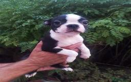 Boston Terrier perros en venta: BOSTON. CALIDAD Y SELECCIÓN  - Imagen 5