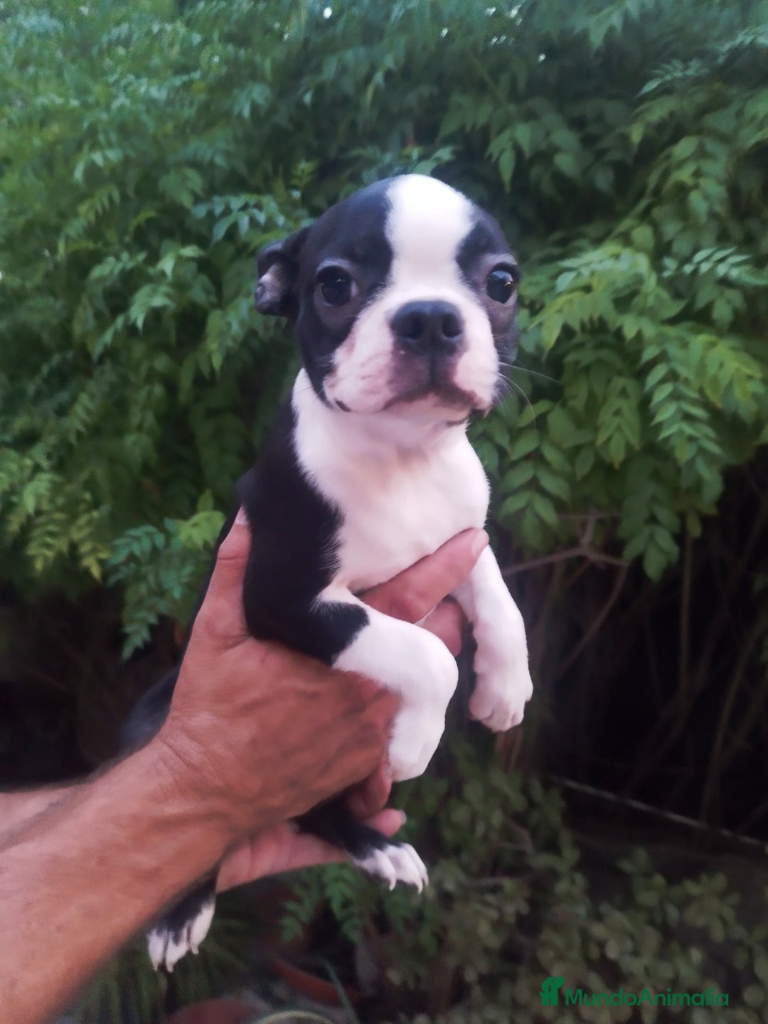 Boston Terrier perros en venta: BOSTON. CALIDAD Y SELECCIÓN  - Imagen 5