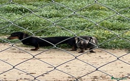 Teckel Miniatura perros en venta: Teckel miniaturas - Imagen 1