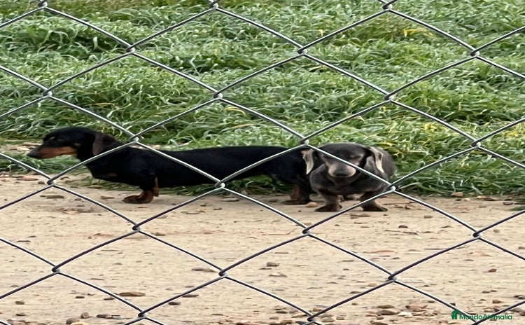 Teckel Miniatura perros - Anuncio 1