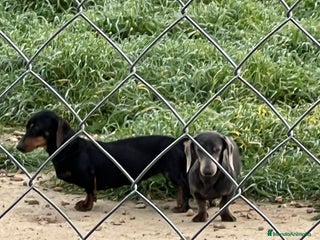 Teckel Miniatura perros - Anuncio 1