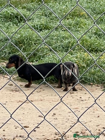 Teckel Miniatura perros - Anuncio 1