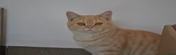 Scottish Straight gatos en venta: Gatos Scottish Straight-Fold  - Anuncio 15