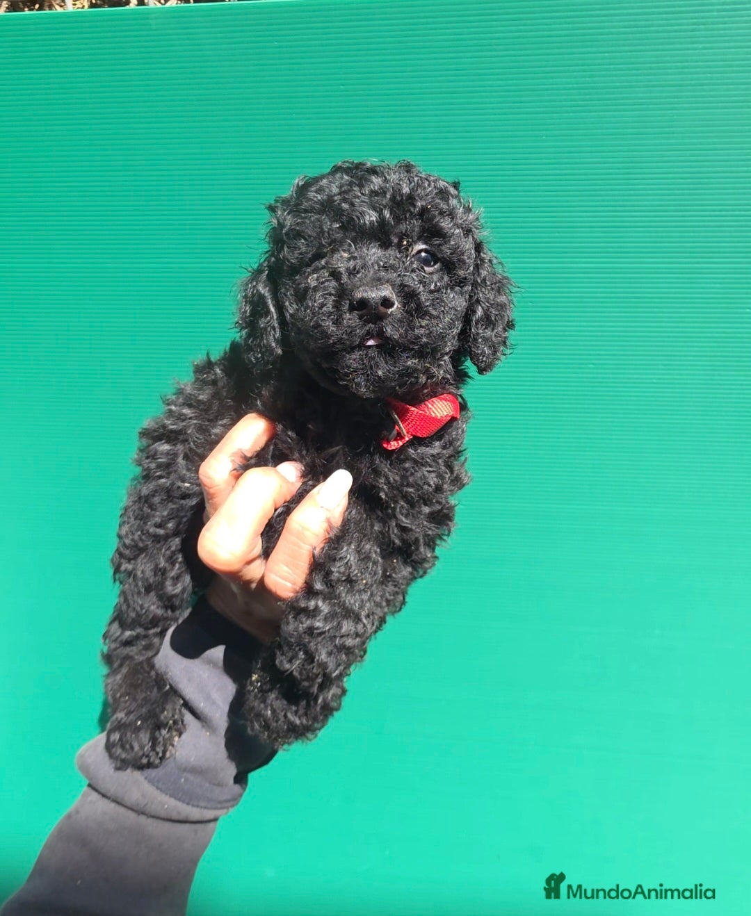 Caniche Enano perros Caniches enanos  - Anuncio 1