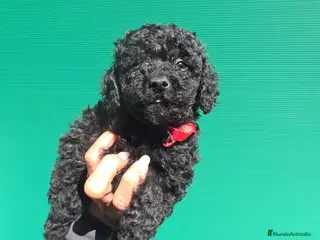 Caniche Enano perros Caniches enanos - Anuncio 3