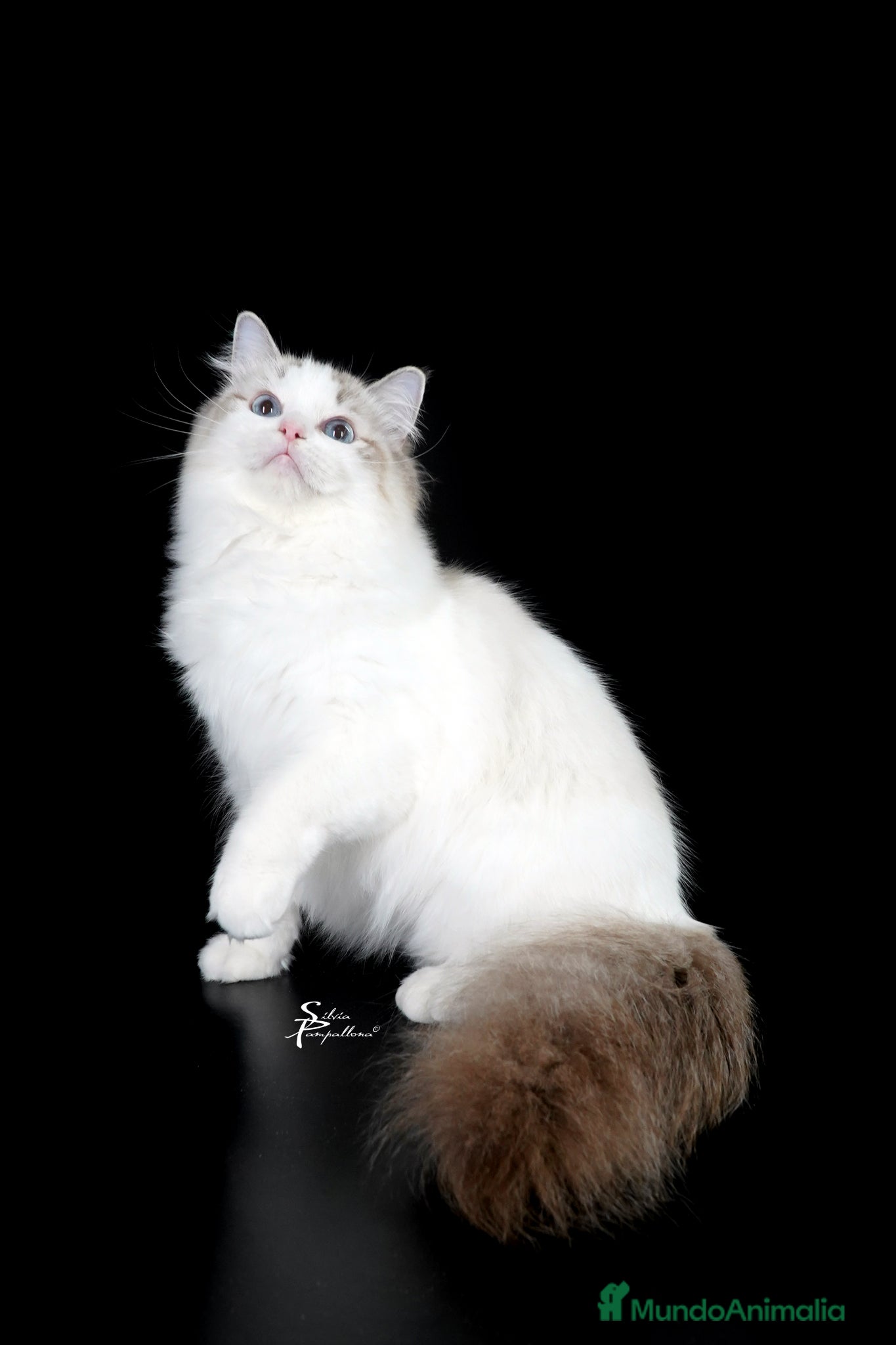 Ragdoll gatos en venta: Camada Ragdoll - Anuncio 2