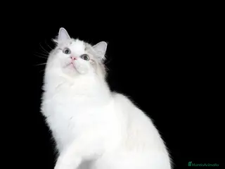 Ragdoll gatos en venta: Camada Ragdoll - Anuncio 2