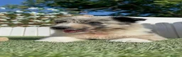 Border Collie perros en venta: BORDER COLLIE - Anuncio 8