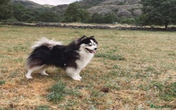 Pomsky perros para monta: Pomsky F5 mini - Imagen 2