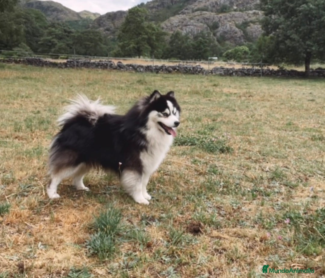 Pomsky perros para monta: Pomsky F5 mini - Imagen 2