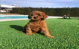Labradoodle perros en venta: Labradoodle australiano - Imagen 4