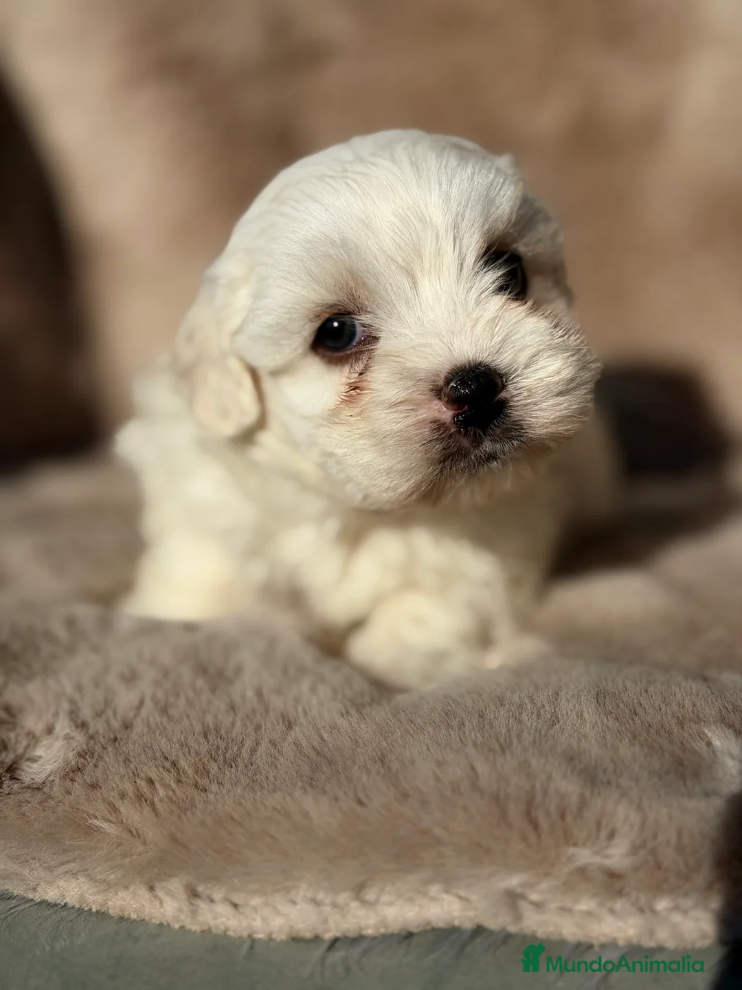 Bichón Maltés perros en venta: Bichon Toy macho  - Anuncio 2