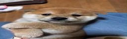 Shiba Inu perros en venta: Shiba inu en Madrid - Anuncio 3