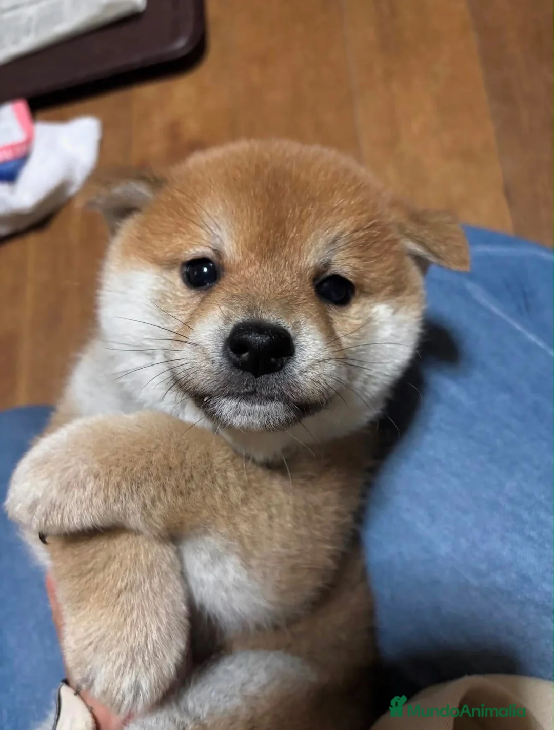 Shiba Inu perros en venta: Shiba inu en Madrid - Anuncio 3