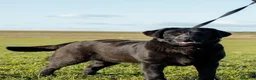 Labrador Retriever perros en venta: Cachorros labrador - Anuncio 1