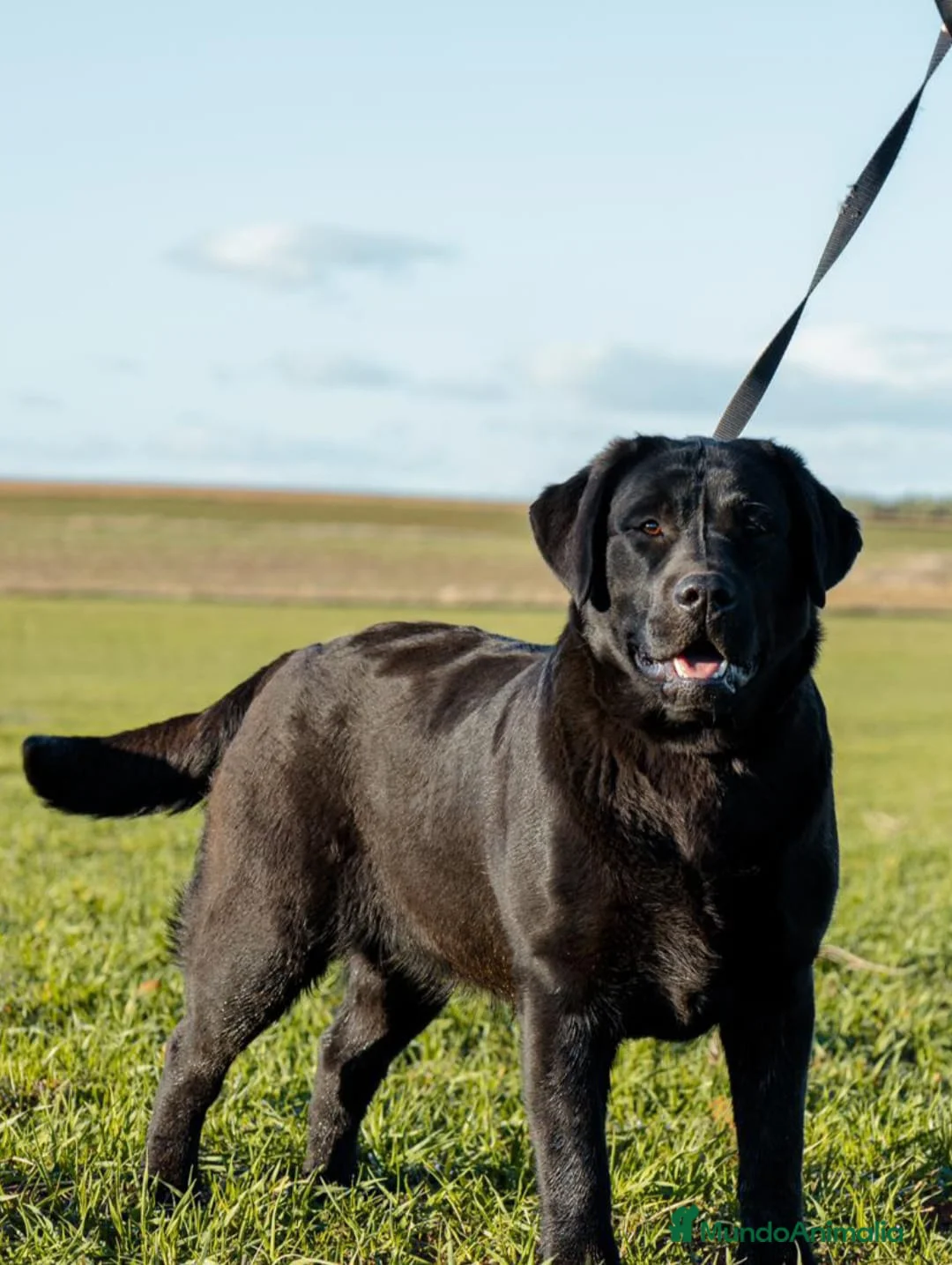Labrador Retriever perros en venta: Cachorros labrador - Anuncio 1