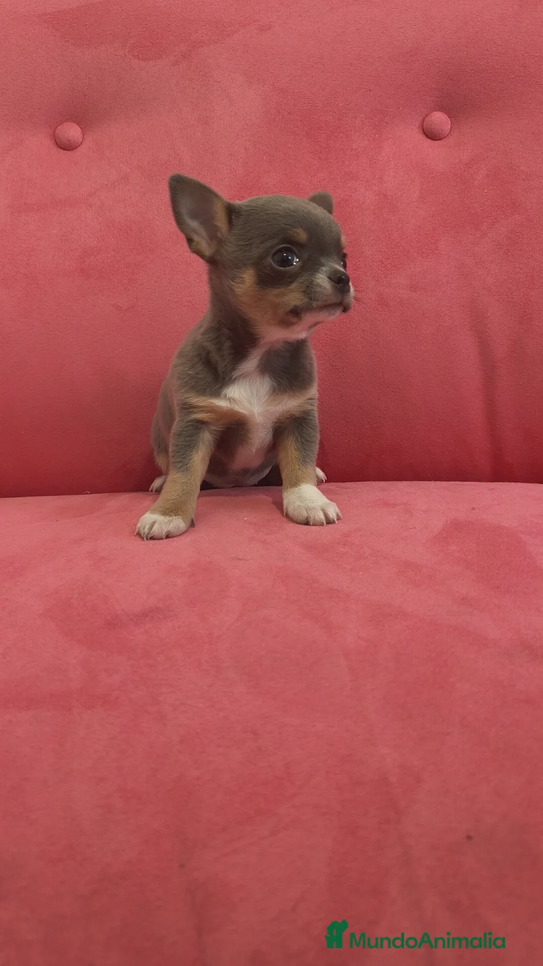 Chihuahua perros en venta: Chihuahua Toy Blue tricolor hembra especial  - Anuncio 12