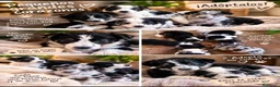 Border Collie perros en adopcion: Preciosos bebés - Anuncio 1