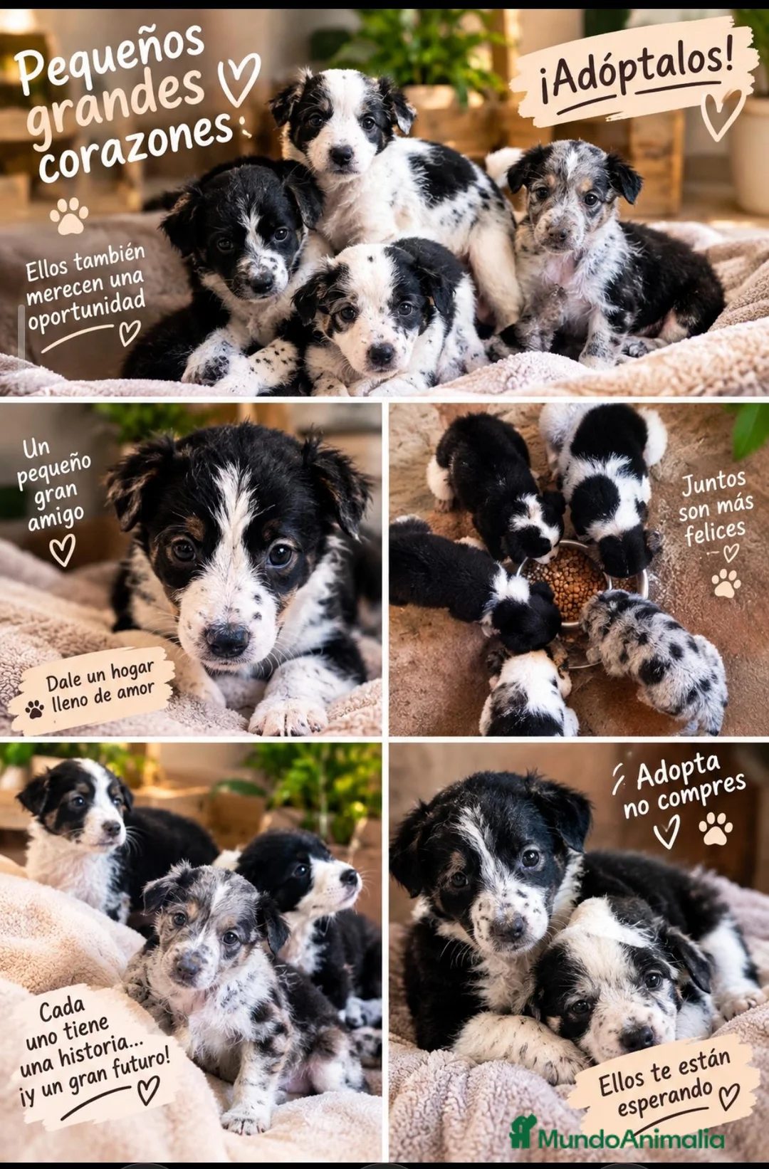 Border Collie perros en adopcion: Preciosos bebés - Anuncio 1