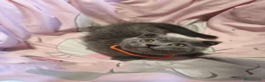 Scottish Fold 2