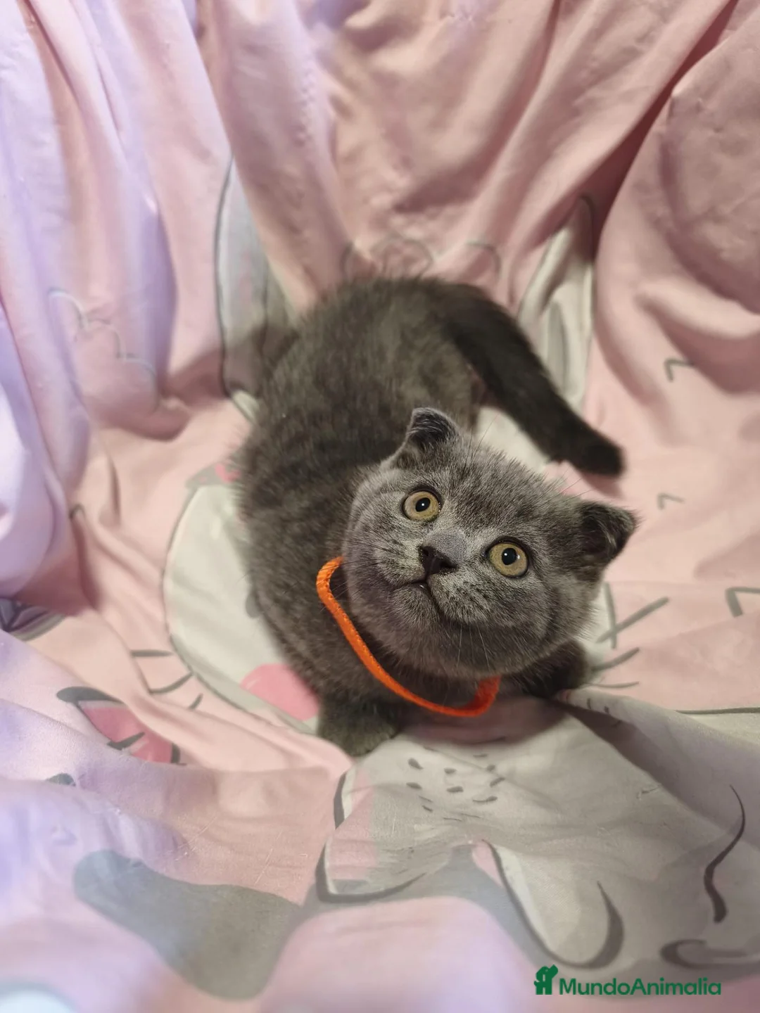Scottish Fold gatos en venta: Scottish fold blue - Anuncio 14