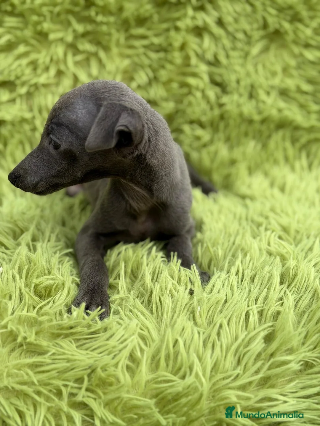 Pequeño Lebrel Italiano perros en venta: LEBREL PICCOLO ITALIANO BLUE - Anuncio 6