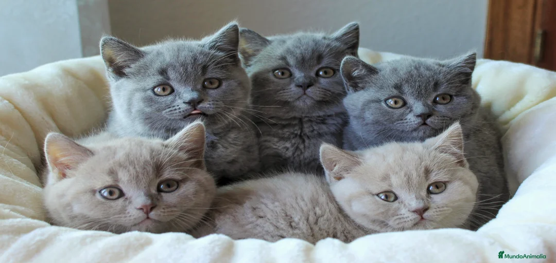 Imagen de galería {{count}}