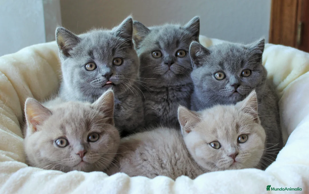 Imagen de galería {{count}}