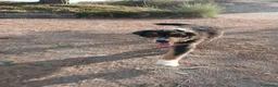 Pastor Australiano perros en venta: PASTOR AUSTRALIANO  - Anuncio 14