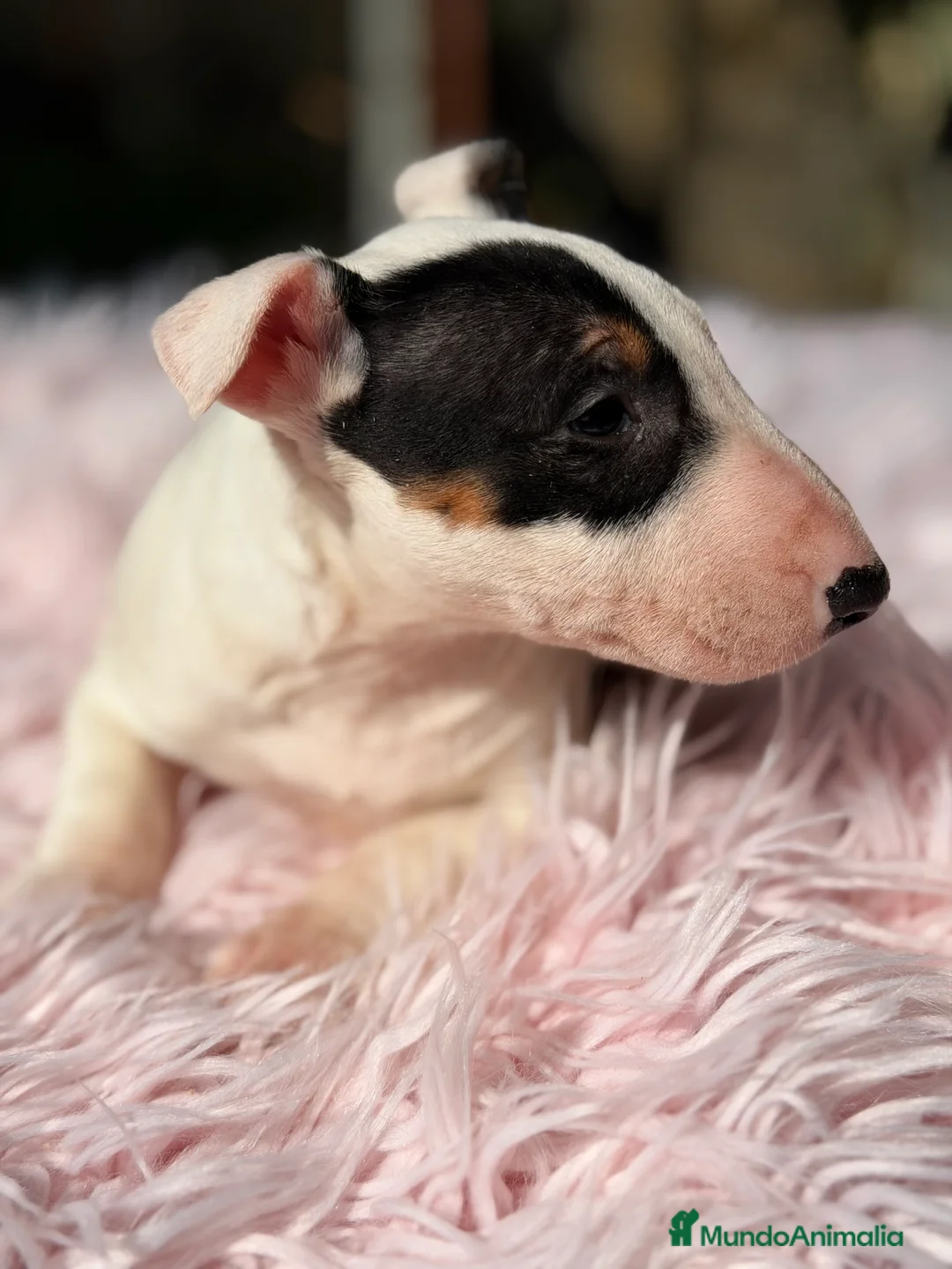Bull Terrier Miniatura perros en venta: Bull terrier miniatura  - Anuncio 1